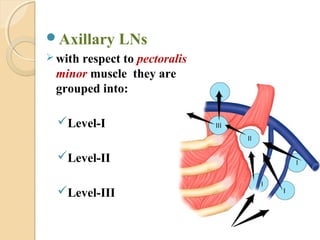 Axillary LNs
 with respect to pectoralis
minor muscle they are
grouped into:
Level-I
Level-II
Level-III
 