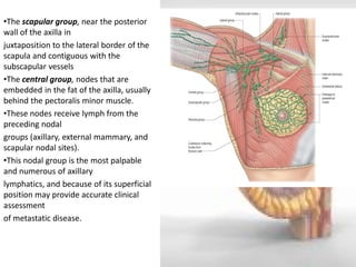 •The scapular group, near the posterior wall of the axilla in 
juxtaposition to the lateral border of the scapula and contiguous with the subscapular vessels 
•The central group, nodes that are embedded in the fat of the axilla, usually behind the pectoralis minor muscle. 
•These nodes receive lymph from the preceding nodal 
groups (axillary, external mammary, and scapular nodal sites). 
•This nodal group is the most palpable and numerous of axillary 
lymphatics, and because of its superficial position may provide accurate clinical assessment 
of metastatic disease. 
 