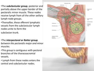 •The subclavicular group, posterior and partially above the upper border of the pectoralis minor muscle. These nodes receive lymph from all the other axillary lymph node groups. 
•Thereafter, these efferent lymphatic vessels from the subclavicular lymph nodes unite to form the 
subclavian trunk. 
•The interpectoral or Rotter group, between the pectoralis major and minor muscles. 
•This group is contiguous with pectoral branches of the thoracoacromial vessels. 
• Lymph from these nodes enters the central and subclavicular nodes. 
 