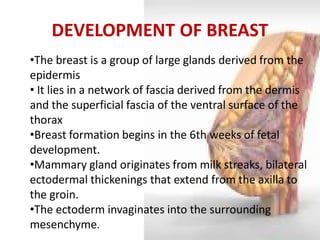 •The breast is a group of large glands derived from the epidermis 
• It lies in a network of fascia derived from the dermis and the superficial fascia of the ventral surface of the thorax 
•Breast formation begins in the 6th weeks of fetal development. 
•Mammary gland originates from milk streaks, bilateral ectodermal thickenings that extend from the axilla to the groin. 
•The ectoderm invaginates into the surrounding mesenchyme. 
DEVELOPMENT OF BREAST  