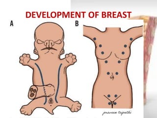 DEVELOPMENT OF BREAST praveen tripathi 
 