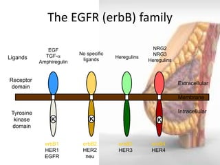 The EGFR (erbB) family 
Membrane 
Extracellular 
Intracellular 
Receptor domain 
K 
EGF 
TGF- 
Amphiregulin 
Tyrosine kinase domain 
erbB4 
HER4 
erbB3 HER3 
erbB1 HER1 
EGFR 
erbB2 
HER2 neu 
Ligands 
K 
No specific ligands 
Heregulins 
K 
NRG2 NRG3 Heregulins  