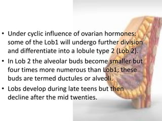 •Under cyclic influence of ovarian hormones: some of the Lob1 will undergo further division and differentiate into a lobule type 2 (Lob 2). 
•In Lob 2 the alveolar buds become smaller but four times more numerous than Lob1; these buds are termed ductules or alveoli. 
•Lobs develop during late teens but then decline after the mid twenties.  