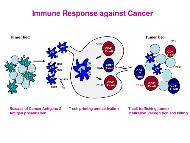 View Immunotherapy For Breast Cancer
 Images