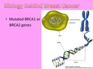 Biology Behind Breast CancerMutated BRCA1 or     BRCA2 genes