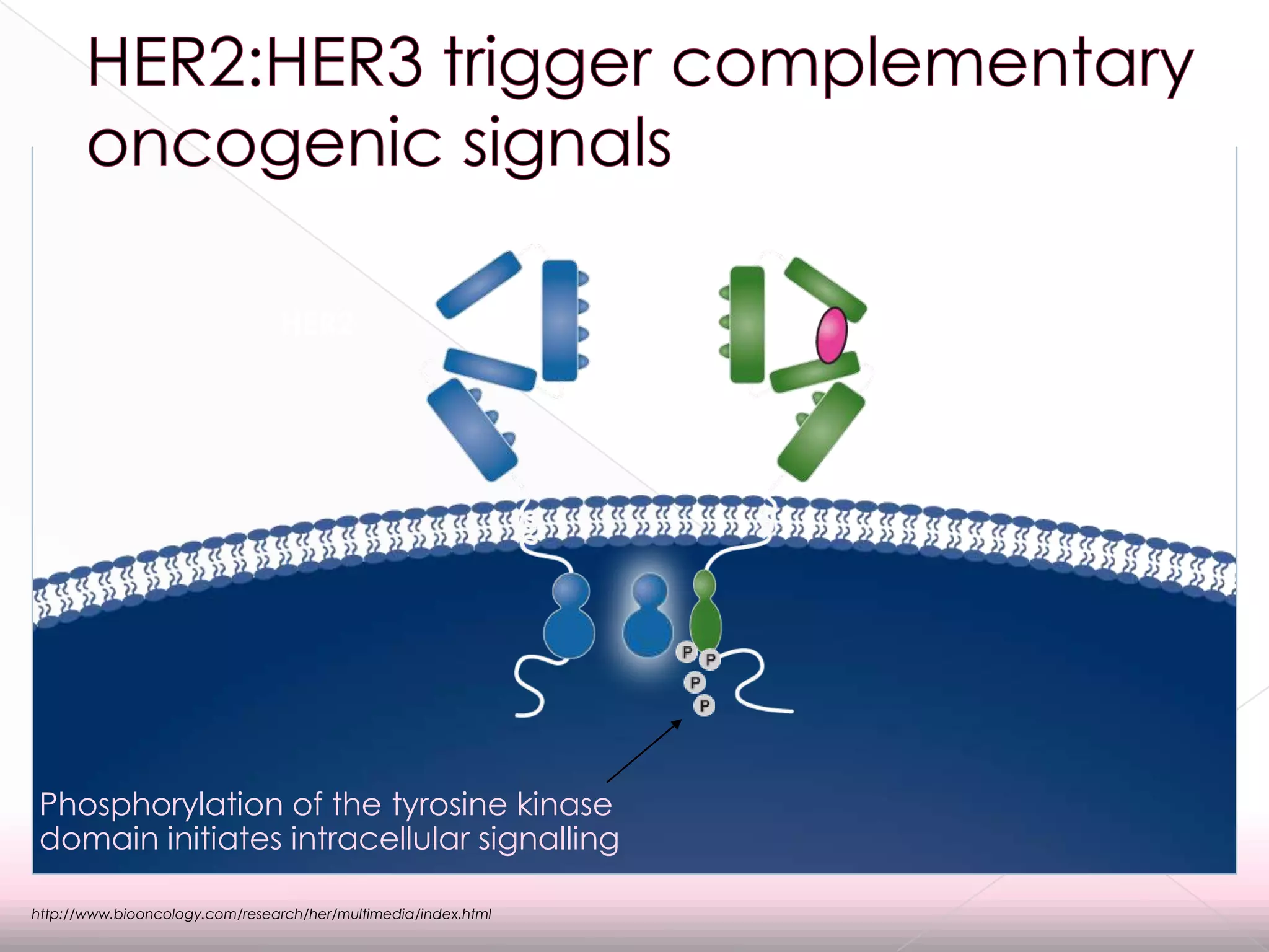 Breast Cancer - Molecular Basis of HER2+ Disease | PPTX