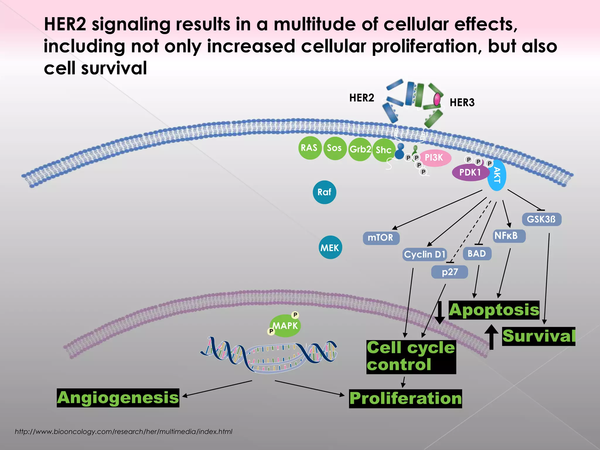 Breast Cancer - Molecular Basis of HER2+ Disease | PPTX