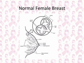 Normal Female Breast

 