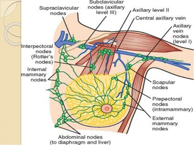 lymph nodes in breast diagram breast cancer lymph nodes in breast diagram breast cancer