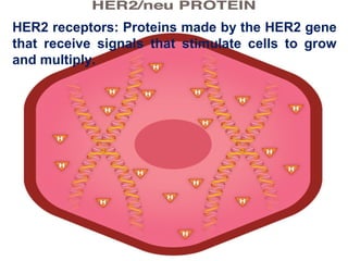 HER2 receptors: Proteins made by the HER2 gene
that receive signals that stimulate cells to grow
and multiply.
 