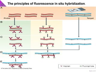 The principles of fluorescence in situ hybridization.
© The Author 2010. Published by Oxford University Press.
 