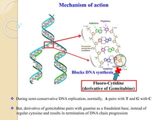 Mechanism of action
Fluoro-Cytidine
(derivative of Gemcitabine)
Blocks DNA synthesis
 During semi-conservative DNA replication, normally, A pairs with T and G with C
 But, derivative of gemcitabine pairs with guanine as a fraudulent base, instead of
regular cytosine and results in termination of DNA chain progression
 
