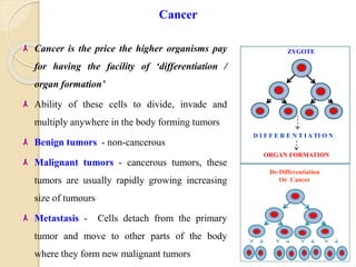 Cancer is the price the higher organisms pay
for having the facility of ‘differentiation /
organ formation’
Ability of these cells to divide, invade and
multiply anywhere in the body forming tumors
Benign tumors - non-cancerous
Malignant tumors - cancerous tumors, these
tumors are usually rapidly growing increasing
size of tumours
Metastasis - Cells detach from the primary
tumor and move to other parts of the body
where they form new malignant tumors
Cancer
ZYGOTE
D I F F E R E N T I A TI O N
ORGAN FORMATION
De-Differentiation
Or Cancer
 
