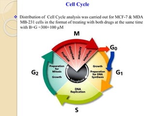Cell Cycle
 Distribution of Cell Cycle analysis was carried out for MCF-7 & MDA
MB-231 cells in the format of treating with both drugs at the same time
with B+G =300+100 µM
 
