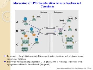 Mechanism of TP53 Translocation between Nucleus and
Cytoplasm
 In normal cells, p53 is transported from nucleus to cytoplasm and performs tumor
suppressor function
 However, when cells are arrested at G1/S phase, p53 is relocated to nucleus from
cytoplasm and results in cell death (apoptosis)
Source: Liang and Clarke 2001. Eur J Biochem 268: 2779-83
 