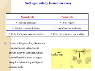  Hence, soft agar colony formation
is an anchorage independent
growth assay in soft agar, which
is considered the most stringent
assay for determining malignant
status of cells
Soft agar colony formation assay
Normal cells Tumor cells
 Require anchorage  Not require
 Exhibit contact inhibition  Loss of contact inhibition
 Cells don’t grow over one another  Cells can grow over one another
Normal cells
Colonies
 
