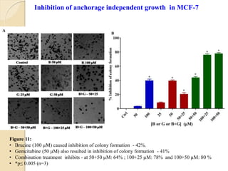 Figure 11:
• Brucine (100 µM) caused inhibition of colony formation - 42%.
• Gemcitabine (50 µM) also resulted in inhibition of colony formation - 41%
• Combination treatment inhibits - at 50+50 µM: 64% ; 100+25 µM: 78% and 100+50 µM: 80 %
• *p≤ 0.005 (n=3)
Inhibition of anchorage independent growth in MCF-7
 