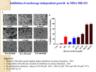 Figure 12:
• Brucine (100 µM) caused slightly higher inhibition of colony formation - 30%
• Gemcitabine (50 µM) also resulted in inhibition of colony formation - 26%
• In combination treatment reduce at 50+50 µM: 64% ; 100+25 µM :78% and 100+50 µM: 79 %
• *p ≤ 0.001 (n=3)
Inhibition of anchorage independent growth in MDA MB-231
 