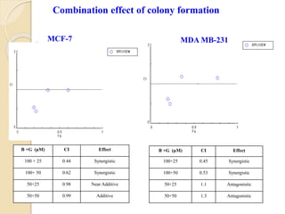 Combination effect of colony formation
B +G (µM) CI Effect
100+25 0.45 Synergistic
100+50 0.53 Synergistic
50+25 1.1 Antagonistic
50+50 1.3 Antagonistic
B +G (µM) CI Effect
100 + 25 0.44 Synergistic
100+ 50 0.62 Synergistic
50+25 0.98 Near Additive
50+50 0.99 Additive
MCF-7 MDA MB-231
 