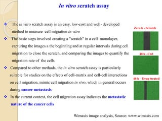  The in vitro scratch assay is an easy, low-cost and well- developed
method to measure cell migration in vitro
 The basic steps involved creating a "scratch" in a cell monolayer,
capturing the images a the beginning and at regular intervals during cell
migration to close the scratch, and comparing the images to quantify the
migration rate of the cells
 Compared to other methods, the in vitro scratch assay is particularly
suitable for studies on the effects of cell-matrix and cell-cell interactions
on cell migration, mimic cell migration in vivo, which in general occurs
during cancer metastasis
 In the current context, the cell migration assay indicates the metastatic
nature of the cancer cells
In vitro scratch assay
Zero h - Scratch
48 h –Ctrl
48 h – Drug treated
Wimasis image analysis, Source: www.wimasis.com
 