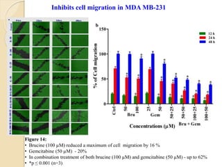 Figure 14:
• Brucine (100 µM) reduced a maximum of cell migration by 16 %
• Gemcitabine (50 µM) - 20%
• In combination treatment of both brucine (100 µM) and gemcitabine (50 µM) - up to 62%
• *p ≤ 0.001 (n=3)
Inhibits cell migration in MDA MB-231
b
 