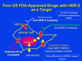 Four US FDA-Approved Drugs with HER-2
as a Target
cell division
HER-2
nucleus
cancer cell
Trastuzumab (Herceptin)
Anti-HER-2 Antibody
Lapatinib (Tykerb)
Dual HER-1/HER-2
Tyrosine Kinase Inhibitor
Pertuzumab
Anti-HER-2 Antibody
T-DM1
Antibody-Drug
Conjugate
20-25% of breast
cancers overexpress
HER2
Only effective for HER2+ breast
cancer
 