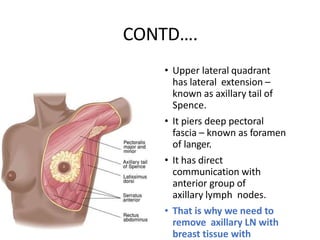 CONTD….
• Upper lateral quadrant
has lateral extension –
known as axillary tail of
Spence.
• It piers deep pectoral
fascia – known as foramen
of langer.
• It has direct
communication with
anterior group of
axillary lymph nodes.
• That is why we need to
remove axillary LN with
breast tissue with
 