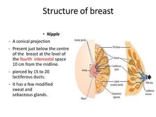Structure of breast
• Nipple
- A conical projection
- Present just below the centre
of the breast at the level of
the fourth intercostal space
10 cm from the midline.
- pierced by 15 to 20
lactiferous ducts.
- It has a few modified
sweat and
sebaceous glands.
 