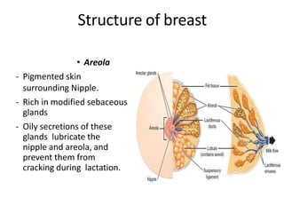 Structure of breast
• Areola
- Pigmented skin
surrounding Nipple.
- Rich in modified sebaceous
glands
- Oily secretions of these
glands lubricate the
nipple and areola, and
prevent them from
cracking during lactation.
 