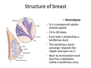 Structure of breast
• Parenchyma
- It is a compound tubulo-
alveolar gland
- 15 to 20 lobes.
- Each lobe is drained by a
lactiferous duct.
- The lactiferous ducts
converge towards the
nipple and open on it.
- Near its termination each
duct has a dilatation
called a lactiferous sinus
 