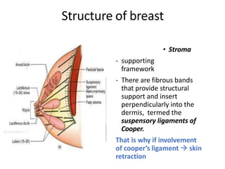 Structure of breast
• Stroma
- supporting
framework
- There are fibrous bands
that provide structural
support and insert
perpendicularly into the
dermis, termed the
suspensory ligaments of
Cooper.
That is why if involvement
of cooper’s ligament  skin
retraction
 