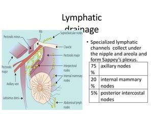 Lymphatic
drainage
• Specialized lymphatic
channels collect under
the nipple and areola and
form Sappey’s plexus.
75
%
axillary nodes
20
%
internal mammary
nodes
5% posterior intercostal
nodes
 