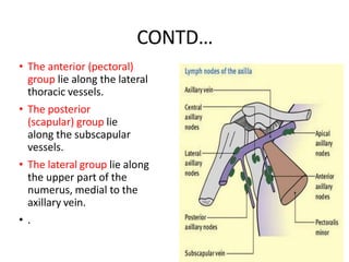 CONTD…
• The anterior (pectoral)
group lie along the lateral
thoracic vessels.
• The posterior
(scapular) group lie
along the subscapular
vessels.
• The lateral group lie along
the upper part of the
numerus, medial to the
axillary vein.
• .
 