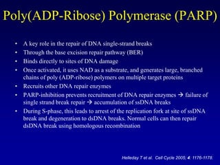 Poly(ADP-Ribose) Polymerase (PARP)
 • A key role in the repair of DNA single-strand breaks
 • Through the base excision repair pathway (BER)
 • Binds directly to sites of DNA damage
 • Once activated, it uses NAD as a substrate, and generates large, branched
   chains of poly (ADP-ribose) polymers on multiple target proteins
 • Recruits other DNA repair enzymes
 • PARP-inhibition prevents recruitment of DNA repair enzymes  failure of
   single strand break repair  accumulation of ssDNA breaks
 • During S-phase, this leads to arrest of the replication fork at site of ssDNA
   break and degeneration to dsDNA breaks. Normal cells can then repair
   dsDNA break using homologous recombination




                                            Helleday T et al. Cell Cycle 2005; 4: 1176-1178.
 