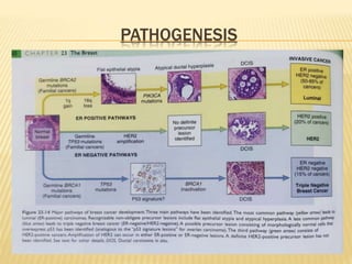 PATHOGENESIS
 