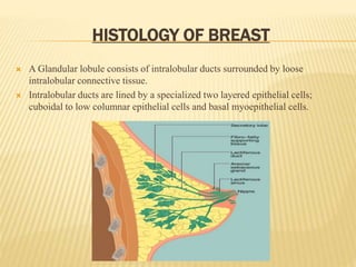HISTOLOGY OF BREAST
 A Glandular lobule consists of intralobular ducts surrounded by loose
intralobular connective tissue.
 Intralobular ducts are lined by a specialized two layered epithelial cells;
cuboidal to low columnar epithelial cells and basal myoepithelial cells.
 