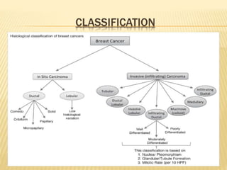 CLASSIFICATION
 