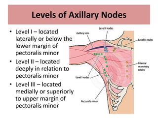Breast cancer relevant anatomy | PPTX
