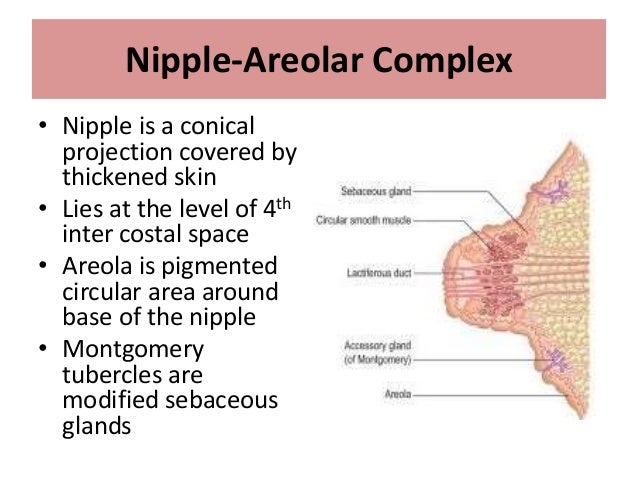 Breast Cancer Relevant Anatomy Breast Cancer Relevant Anatomy