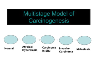 Multistage Model of
Carcinogenesis
Normal
Atypical
Hyperplasia
Carcinoma
In Situ
Invasive
Carcinoma
Metastasis
 