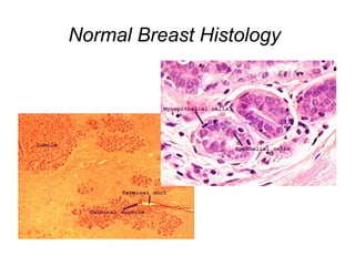 Normal Breast Histology
 