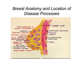 Breast Anatomy and Location of
Disease Processes
 
