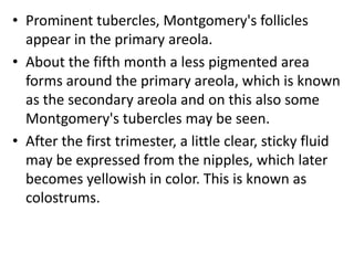 • Prominent tubercles, Montgomery's follicles
appear in the primary areola.
• About the fifth month a less pigmented area
forms around the primary areola, which is known
as the secondary areola and on this also some
Montgomery's tubercles may be seen.
• After the first trimester, a little clear, sticky fluid
may be expressed from the nipples, which later
becomes yellowish in color. This is known as
colostrums.
 