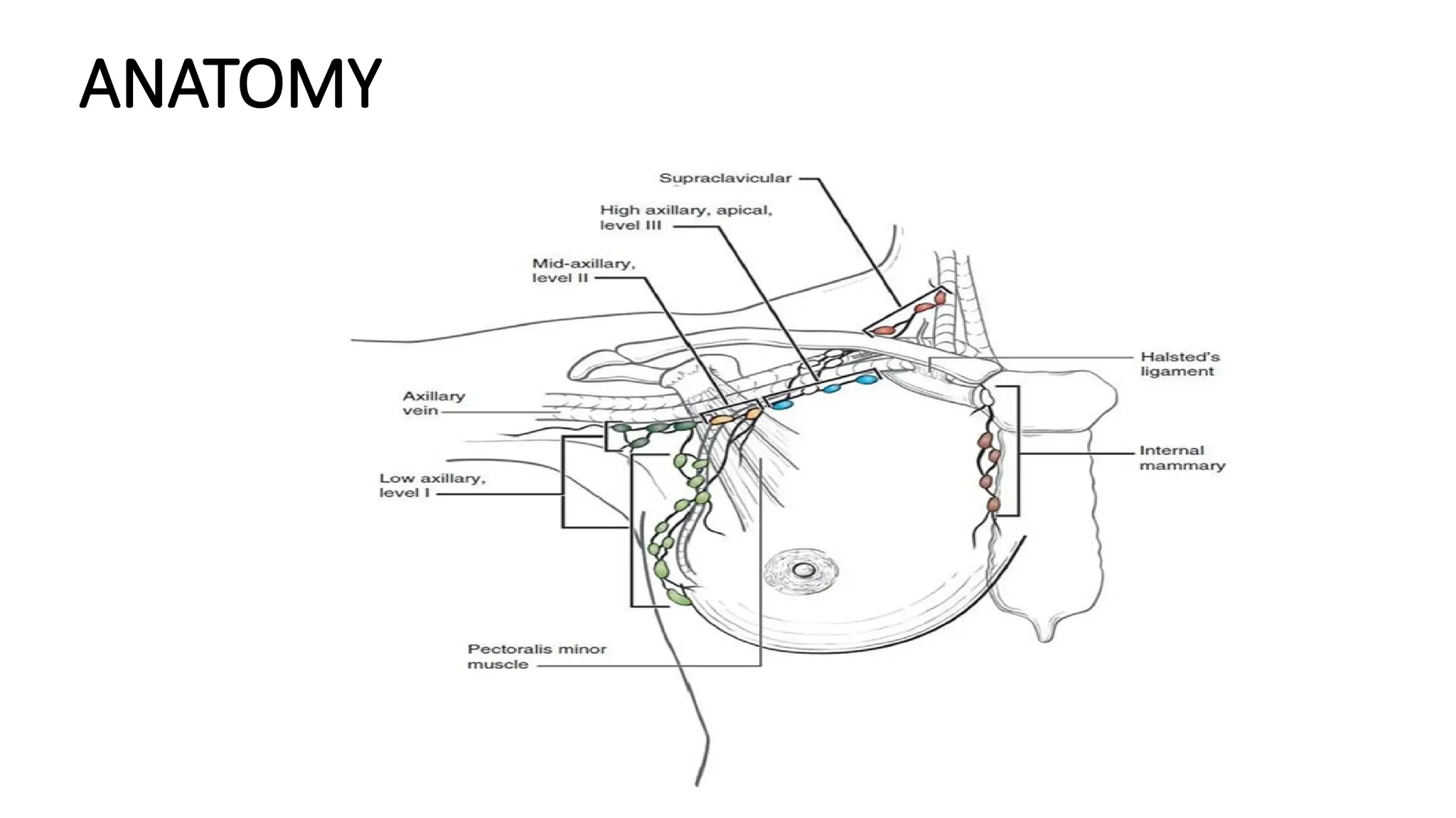 target delineation for breast and axillary nodes contouring.pptx