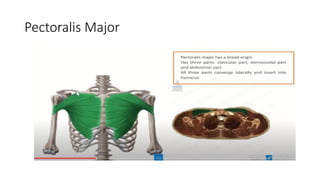 target delineation for breast and axillary nodes contouring.pptx