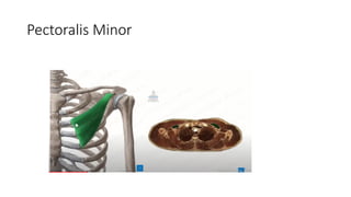 target delineation for breast and axillary nodes contouring.pptx