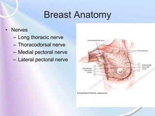 Breast Anatomy
• Nerves
   – Long thoracic nerve
   – Thoracodorsal nerve
   – Medial pectoral nerve
   – Lateral pectoral nerve
 