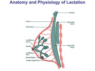 Anatomy and Physiology of Lactation
 