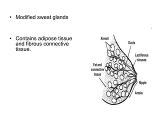 • Modified sweat glands
• Contains adipose tissue
and fibrous connective
tissue.
 