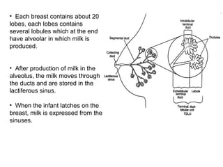 • Each breast contains about 20
lobes, each lobes contains
several lobules which at the end
have alveolar in which milk is
produced.
• After production of milk in the
alveolus, the milk moves through
the ducts and are stored in the
lactiferous sinus.
• When the infant latches on the
breast, milk is expressed from the
sinuses.
 